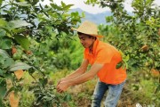 柑橘 檸檬種植技術(shù)員工作_你和比自己小的男生曖昧過嗎