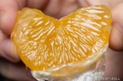 柑橘種植技術(shù)施肥_柑橘適合什么型的肥料 柑橘種植技術(shù)施肥_柑橘適合什么型的肥料