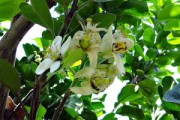 治柑橘黃龍病特效藥研發(fā)突破：高效抗病增產(chǎn)新方案問世