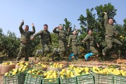 贛州柑橘種植技術(shù)視頻_廣西能種橙子嗎