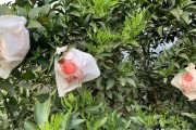 柑橘開花后如何防治病蟲害_柑桔管理技術(shù)與農(nóng)藥配用 柑橘開花后如何防治病蟲害_柑桔管理技術(shù)與農(nóng)藥配用