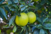 萬畝晚熟柑橘種植技術(shù)_沃柑嫁接幾年結(jié)果