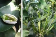 柑橘樹病蟲害防治技術(shù)u盤_桔子樹苗是怎么種植的 柑橘樹病蟲害防治技術(shù)u盤_桔子樹苗是怎么種植的