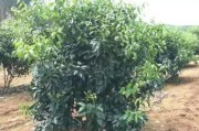 柑橘病蟲害防治用藥對(duì)照表_烯酰嗎啉在柑橘上的應(yīng)用