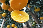 愛(ài)媛38號(hào)適合種植的地區(qū)_愛(ài)媛38號(hào)幼樹(shù)九月如何管理
