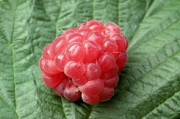 耙耙柑幾月份果子成熟？成熟期管理技巧與最佳采摘時(shí)間解析