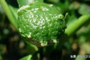 柑橘果期病蟲害有哪些藥_甲托在柑橘上的應用