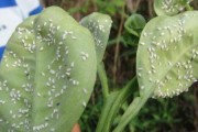 柑橘病蟲害白粉虱圖片_沙糖桔噴石硫合劑用多少