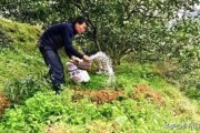 柑橘高效生態(tài)種植技術(shù)_云南柑橘種植面積排行