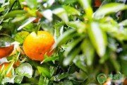 四川內(nèi)江柑橘種植技術(shù)_資中血橙為什么非常出名