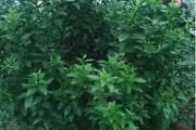 馬水柑橘病蟲害原色_及對應(yīng)的品種特點是什么