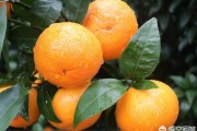 湛江柑橘種植技術(shù)價(jià)格_含多少氯對(duì)柑橘?zèng)]壞處