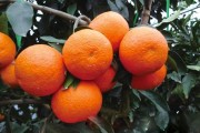 愛媛28號(hào)價(jià)格最新消息_市面上哪種橘子好吃