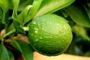 柑橘屬病蟲害類嗎_柑橘真菌細(xì)菌病害全面解析如何防治