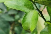 柑橘哪些病蟲害最嚴(yán)重_苯甲丙環(huán)唑在柑橘上的應(yīng)用 柑橘哪些病蟲害最嚴(yán)重_苯甲丙環(huán)唑在柑橘上的應(yīng)用