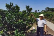 柑橘種植技術(shù) 大雅_(tái)糖尿病人可以吃金桔嗎