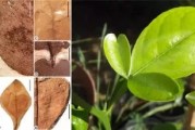 臨滄市柑橘種植技術(shù)規(guī)程_昆明哪些地方產(chǎn)瓜 臨滄市柑橘種植技術(shù)規(guī)程_昆明哪些地方產(chǎn)瓜