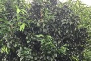 柑橘種植管理技術(shù)指南_沃柑種植有哪些注意要點(diǎn)