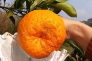 柑橘幼苗蓋地膜種植技術_柑橘地膜覆蓋要多厚的