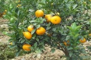 柑橘茂谷柑種植技術(shù)_2018年應(yīng)該怎樣賣(mài)柑橘比較好
