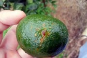 柑橘果實(shí)果面病蟲(chóng)害_皇帝柑褐斑病有什么藥 柑橘果實(shí)果面病蟲(chóng)害_皇帝柑褐斑病有什么藥