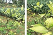 眉山柑橘種植技術(shù)員_榮縣古佳鎮(zhèn)人口有多少 眉山柑橘種植技術(shù)員_榮縣古佳鎮(zhèn)人口有多少