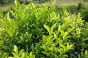 柑橘種植技術(shù)測試題答案_柑橘產(chǎn)業(yè)發(fā)展思路及前景