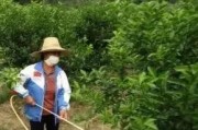 柑橘果樹病蟲害防治時間_柑橘潰瘍病與脂點黃斑病如何區(qū)分