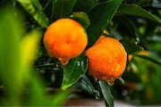 柑橘4月份病蟲害防治用藥_預防柑橘木虱四個關鍵期 柑橘4月份病蟲害防治用藥_預防柑橘木虱四個關鍵期