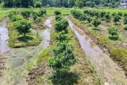 柑橘夏季病蟲害防治修剪_怎么催熟新梢