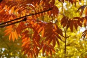 柑橘表面有大塊色斑什么病毒（柑橘表皮有白點(diǎn)）