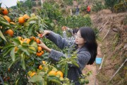 南寧沃柑直播基地(廣西南寧沃柑種植基地) 南寧沃柑直播基地(廣西南寧沃柑種植基地)