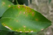 柑橘種植病害管理技術(shù)_四環(huán)素與什么藥配治柑橘黃化