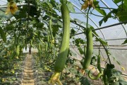 種植蔬菜柑橘技術(shù)要點(diǎn)_溴硝醇在蔬菜上怎么用