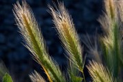 2020年柑橘種植面積多少(2020年柑橘產(chǎn)量) 2020年柑橘種植面積多少(2020年柑橘產(chǎn)量)