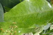 春季種植柑橘的技術(shù)_柑橘春季什么時(shí)候發(fā)芽
