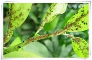 柑橘苗圃種植管理技術(shù)_柑橘潰瘍病高發(fā)期來襲