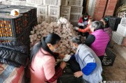 湖北柑橘種植管理技術指南_湖北適合種什么果樹 湖北柑橘種植管理技術指南_湖北適合種什么果樹