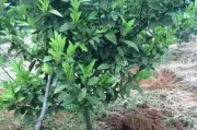 柑橘種植技術(shù)新農(nóng)_柑橘園如何進(jìn)行土壤改良