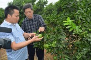 柑橘大樹(shù)用什么藥防治病蟲(chóng)害_誘抗素柑橘使用方法