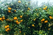 農業(yè)技術種植柑橘_南香果是什么果