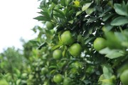 海南柑橘四季種植技術(shù)_什么樣的氣候紅心柚適合種植