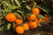 橘子雜交品種圖_介于橙橘之間的一種橙子