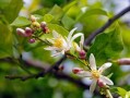 春見柑橘修枝技術(shù)視頻講解（柑橘春剪枝技術(shù)視頻）