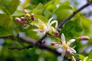 春見柑橘修枝技術(shù)視頻講解（柑橘春剪枝技術(shù)視頻）