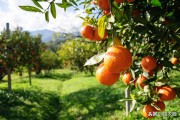 廣西柑橘樹種植技術_廣西柑橘的收購價會不會大漲呢