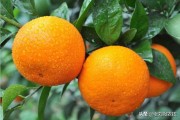 紅美人國柑橘主要種植技術(shù)_紅美人柑橘春梢留幾根