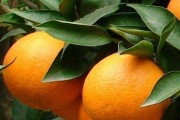7月份柑橘病蟲害防治及管理_柑橘澆水時(shí)間