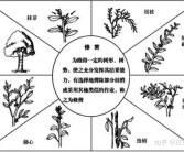 柑橘樹7種剪枝技術(shù)，每個步驟是關(guān)鍵