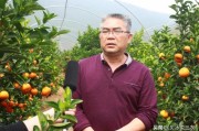 日本柑橘種植土壤新技術(shù)_901無(wú)核沃柑種植技術(shù)